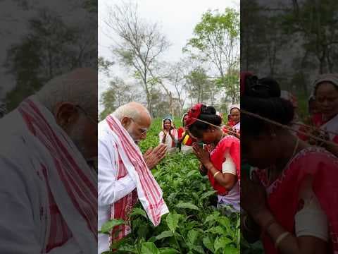 Prime Minister Narendra Modi, during his visit to Assam, visited tea gardens and