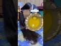 DIY Long Hair Cream, 30 Days Fast Hair Growth, Stop Hair Fall #hair #haircare #h